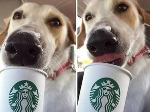 娱乐吃瓜酱狗狗领冰淇淋,娱乐吃瓜酱带你领略萌宠甜蜜时刻